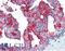 Folate Hydrolase 1 antibody, LS-B3040, Lifespan Biosciences, Immunohistochemistry frozen image 