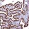 Arginine And Serine Rich Coiled-Coil 2 antibody, PA5-59054, Invitrogen Antibodies, Immunohistochemistry paraffin image 