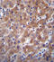 Indoleamine 2,3-Dioxygenase 2 antibody, LS-C165098, Lifespan Biosciences, Immunohistochemistry paraffin image 