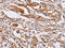 OS9 Endoplasmic Reticulum Lectin antibody, CSB-PA980593, Cusabio, Immunohistochemistry paraffin image 
