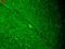 Potassium Voltage-Gated Channel Subfamily J Member 4 antibody, LS-C230725, Lifespan Biosciences, Immunofluorescence image 