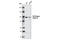 Phosphatidylinositol 3-Kinase Catalytic Subunit Type 3 antibody, 3358T, Cell Signaling Technology, Western Blot image 