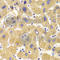 KIAA0591 antibody, A6638, ABclonal Technology, Immunohistochemistry paraffin image 