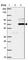 Coiled-Coil Serine Rich Protein 1 antibody, HPA041880, Atlas Antibodies, Western Blot image 