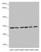 Electron Transfer Flavoprotein Subunit Alpha antibody, LS-C675728, Lifespan Biosciences, Western Blot image 