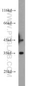 Dystrobrevin Binding Protein 1 antibody, 11132-1-AP, Proteintech Group, Western Blot image 