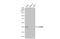 Olfactomedin Like 3 antibody, GTX119826, GeneTex, Western Blot image 