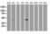 Paraoxonase 1 antibody, LS-C172802, Lifespan Biosciences, Western Blot image 