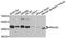Ras Related GTP Binding D antibody, A9979, ABclonal Technology, Western Blot image 