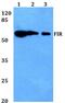 FERM, ARH/RhoGEF And Pleckstrin Domain Protein 2 antibody, PA5-36136, Invitrogen Antibodies, Western Blot image 