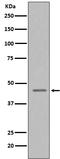 Caspase 9 antibody, M00080-3, Boster Biological Technology, Western Blot image 
