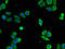 Annexin A10 antibody, LS-C498392, Lifespan Biosciences, Immunofluorescence image 