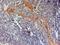 NLR Family Pyrin Domain Containing 3 antibody, NB100-41104, Novus Biologicals, Immunohistochemistry frozen image 