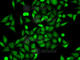 Annexin A6 antibody, A5390, ABclonal Technology, Immunofluorescence image 