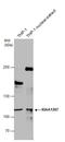 KAT8 Regulatory NSL Complex Subunit 1 antibody, GTX120002, GeneTex, Western Blot image 