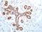 High Mobility Group Box 1 antibody, NBP2-27401, Novus Biologicals, Immunohistochemistry frozen image 