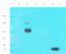 Integrin Subunit Alpha L antibody, orb385445, Biorbyt, Western Blot image 