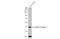 Troponin T2, Cardiac Type antibody, GTX134489, GeneTex, Western Blot image 