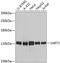 Spliceosome Associated Factor 3, U4/U6 Recycling Protein antibody, A03973, Boster Biological Technology, Western Blot image 