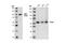 Polo Like Kinase 1 antibody, 4513P, Cell Signaling Technology, Western Blot image 
