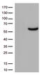 CD33 Molecule antibody, TA506349S, Origene, Western Blot image 