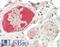 R-spondin-1 antibody, LS-B14917, Lifespan Biosciences, Immunohistochemistry paraffin image 