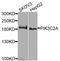 Phosphatidylinositol-4-Phosphate 3-Kinase Catalytic Subunit Type 2 Alpha antibody, PA5-76413, Invitrogen Antibodies, Western Blot image 