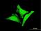 WW Domain Binding Protein 1 antibody, H00023559-M06, Novus Biologicals, Immunofluorescence image 