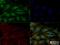 VEGF antibody, NB100-664, Novus Biologicals, Immunofluorescence image 