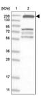 Neurocan core protein antibody, NBP1-84368, Novus Biologicals, Western Blot image 