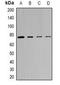 SRSF Protein Kinase 1 antibody, orb382058, Biorbyt, Western Blot image 