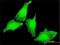 Potassium Voltage-Gated Channel Interacting Protein 4 antibody, H00080333-M01, Novus Biologicals, Immunocytochemistry image 