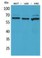 5'-Nucleotidase Ecto antibody, STJ96619, St John