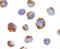 BMI1 Proto-Oncogene, Polycomb Ring Finger antibody, PA5-20223, Invitrogen Antibodies, Immunocytochemistry image 
