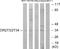 Olfactory Receptor Family 2 Subfamily T Member 3 antibody, A17737, Boster Biological Technology, Western Blot image 