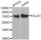 Hematopoietic Cell-Specific Lyn Substrate 1 antibody, LS-C331948, Lifespan Biosciences, Western Blot image 