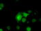 Serine Racemase antibody, TA500949, Origene, Immunofluorescence image 