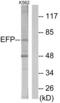Tripartite Motif Containing 25 antibody, abx013601, Abbexa, Western Blot image 