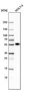 Ena/VASP-like protein antibody, NBP1-80831, Novus Biologicals, Western Blot image 