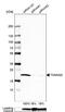 Translocase Of Outer Mitochondrial Membrane 22 antibody, NBP1-80671, Novus Biologicals, Western Blot image 