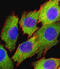 AKT Serine/Threonine Kinase 2 antibody, LS-C98942, Lifespan Biosciences, Immunofluorescence image 