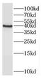 Ras Association Domain Family Member 7 antibody, FNab07138, FineTest, Western Blot image 