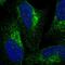 VPS53 Subunit Of GARP Complex antibody, HPA024446, Atlas Antibodies, Immunofluorescence image 