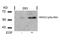 Histone Deacetylase 2 antibody, 79-191, ProSci, Western Blot image 