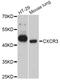 C-X-C Motif Chemokine Receptor 3 antibody, abx125736, Abbexa, Western Blot image 