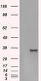 Aurora Kinase C antibody, LS-C114650, Lifespan Biosciences, Western Blot image 