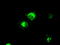 MCL1 Apoptosis Regulator, BCL2 Family Member antibody, LS-C115040, Lifespan Biosciences, Immunofluorescence image 
