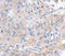 Potassium Voltage-Gated Channel Subfamily A Member 1 antibody, LS-C332319, Lifespan Biosciences, Immunohistochemistry frozen image 