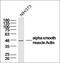 Zinc Finger AN1-Type Containing 5 antibody, orb158771, Biorbyt, Western Blot image 