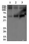 Solute Carrier Family 1 Member 3 antibody, PA5-72952, Invitrogen Antibodies, Western Blot image 
